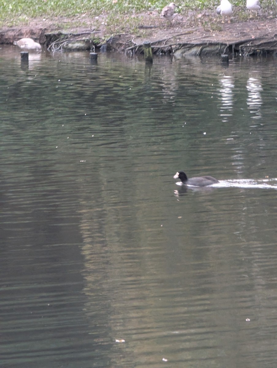 Лиска звичайна - ML646516330