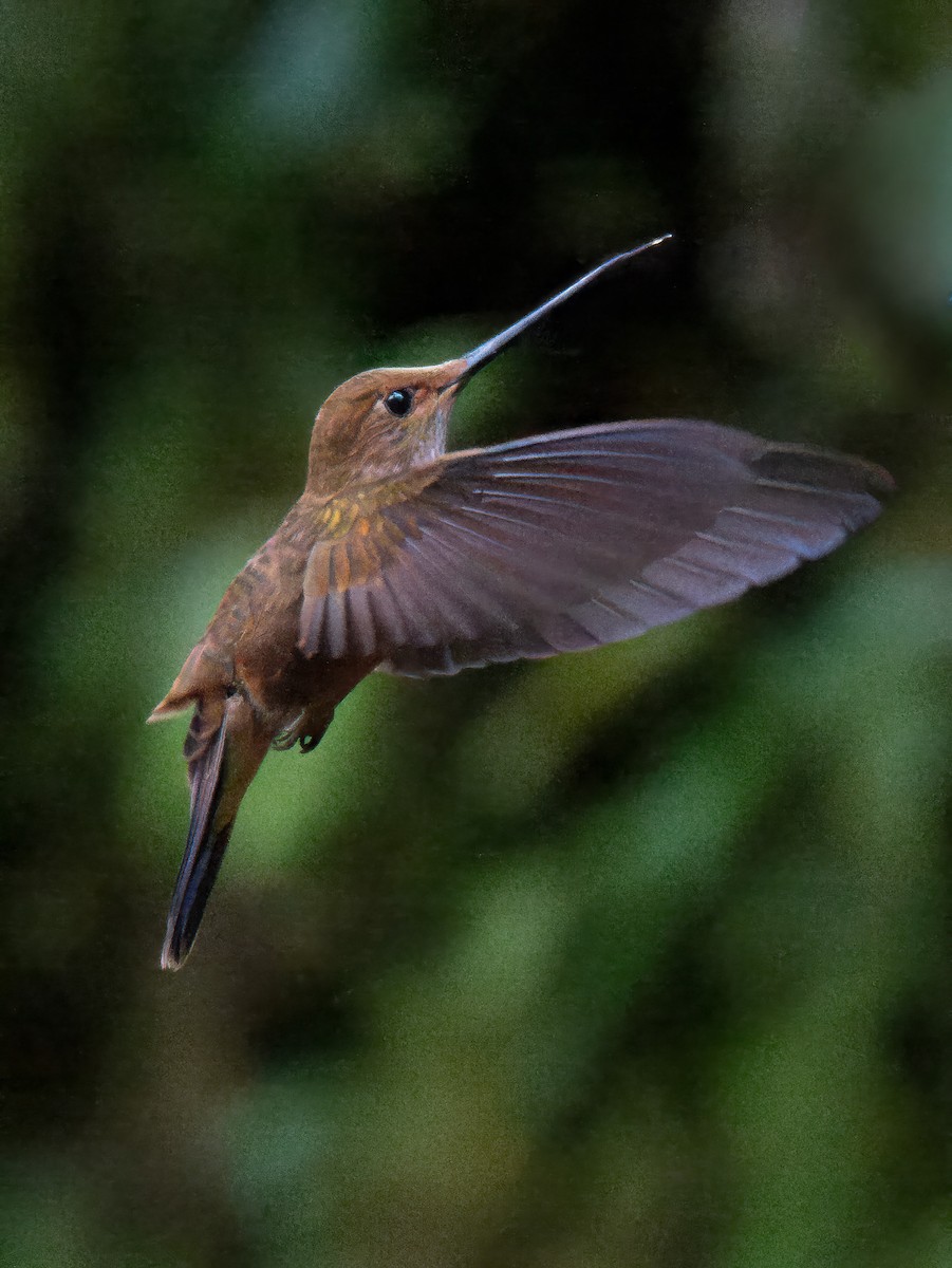 Колібрі-інка бронзовий - ML646516332