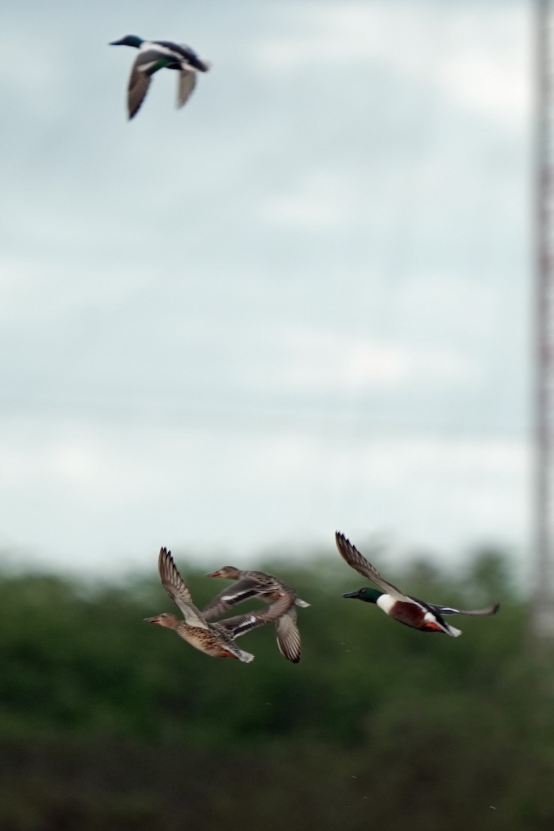 Kaşıkgaga - ML646516333