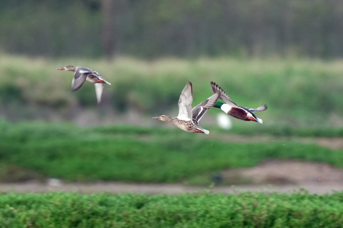 Kaşıkgaga - ML646516334