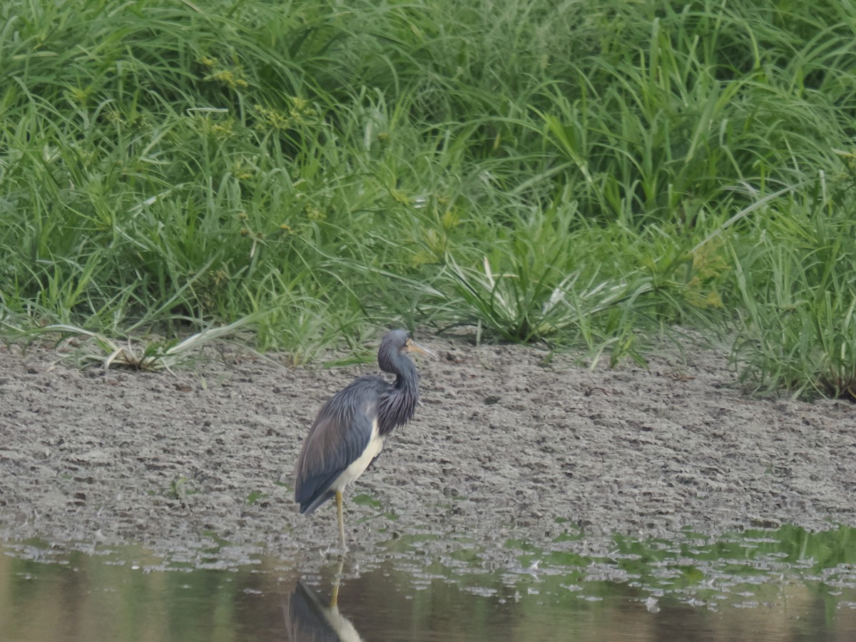 volavka tříbarvá - ML646516336