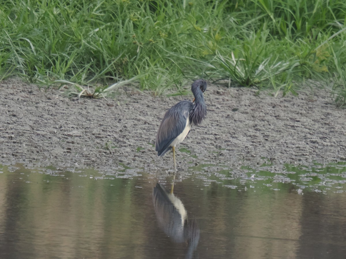 volavka tříbarvá - ML646516340