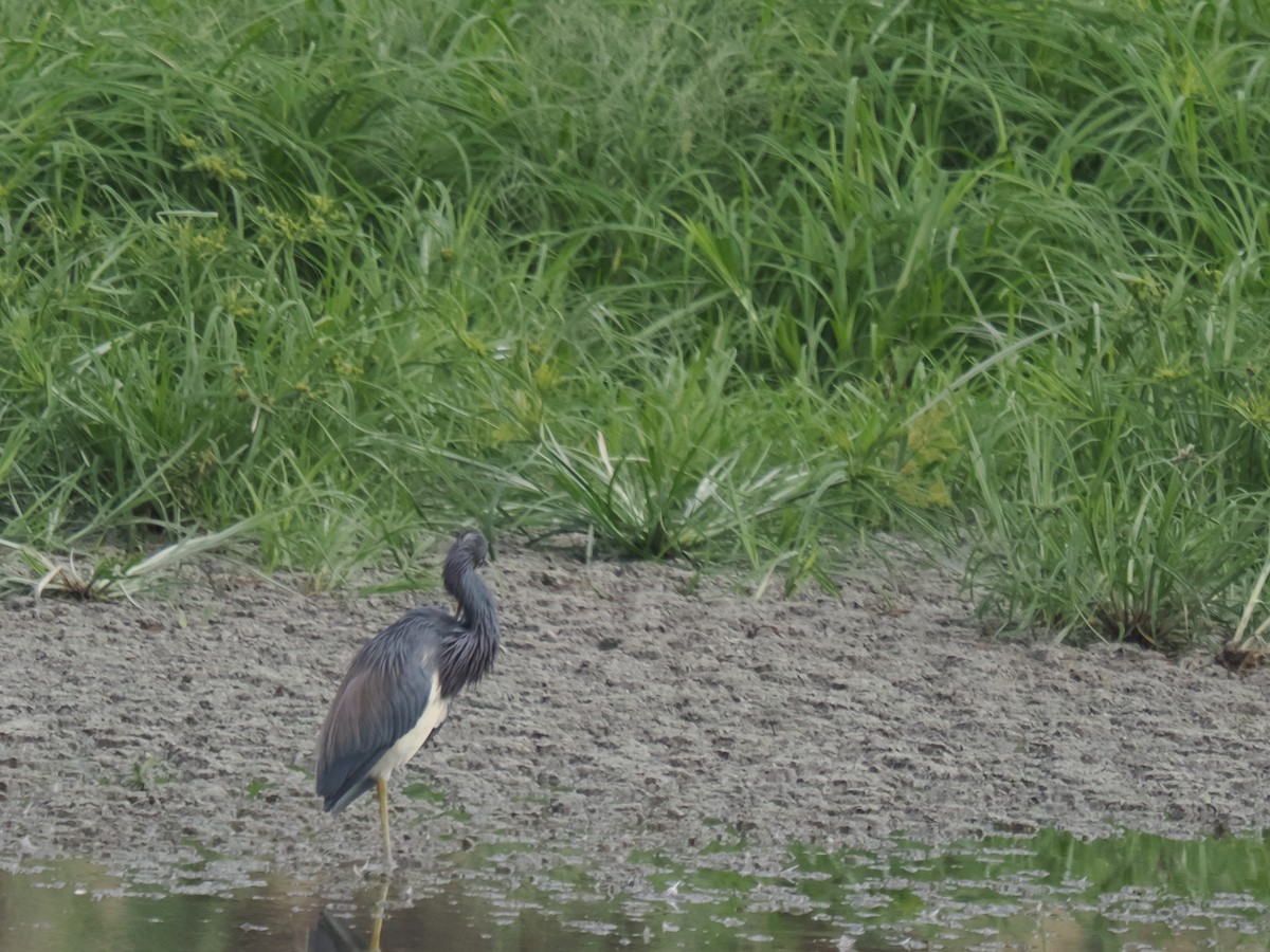 volavka tříbarvá - ML646516341