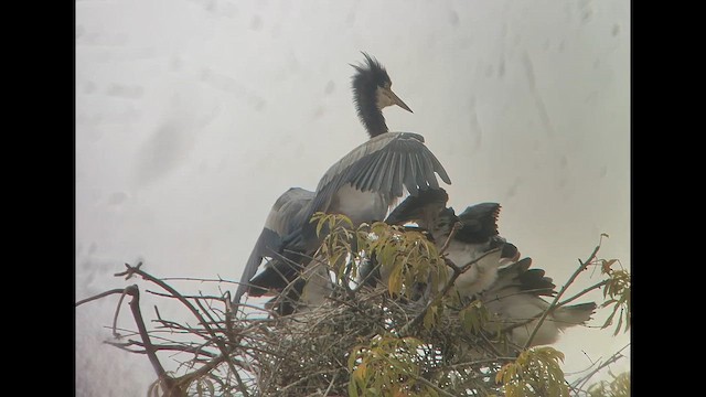 אנפה שחורת-ראש - ML646516343