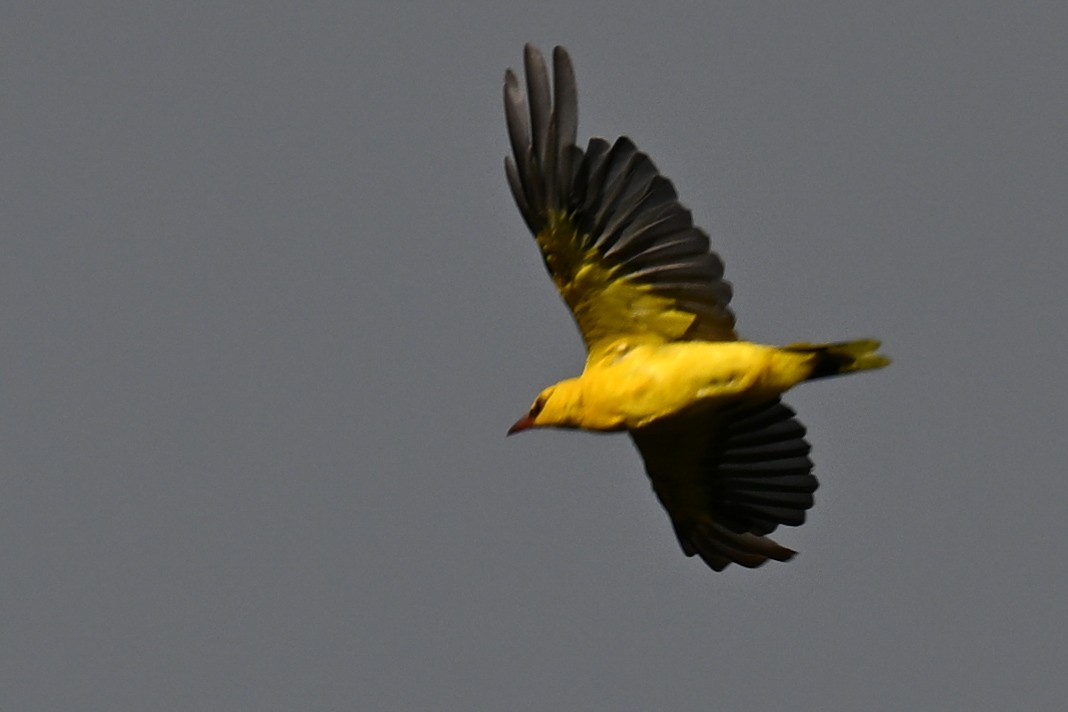 Обыкновенная иволга - ML646516348