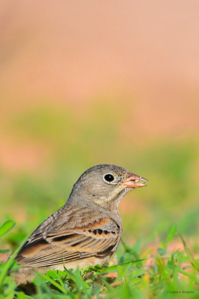 Gray-necked Bunting - ML646516349