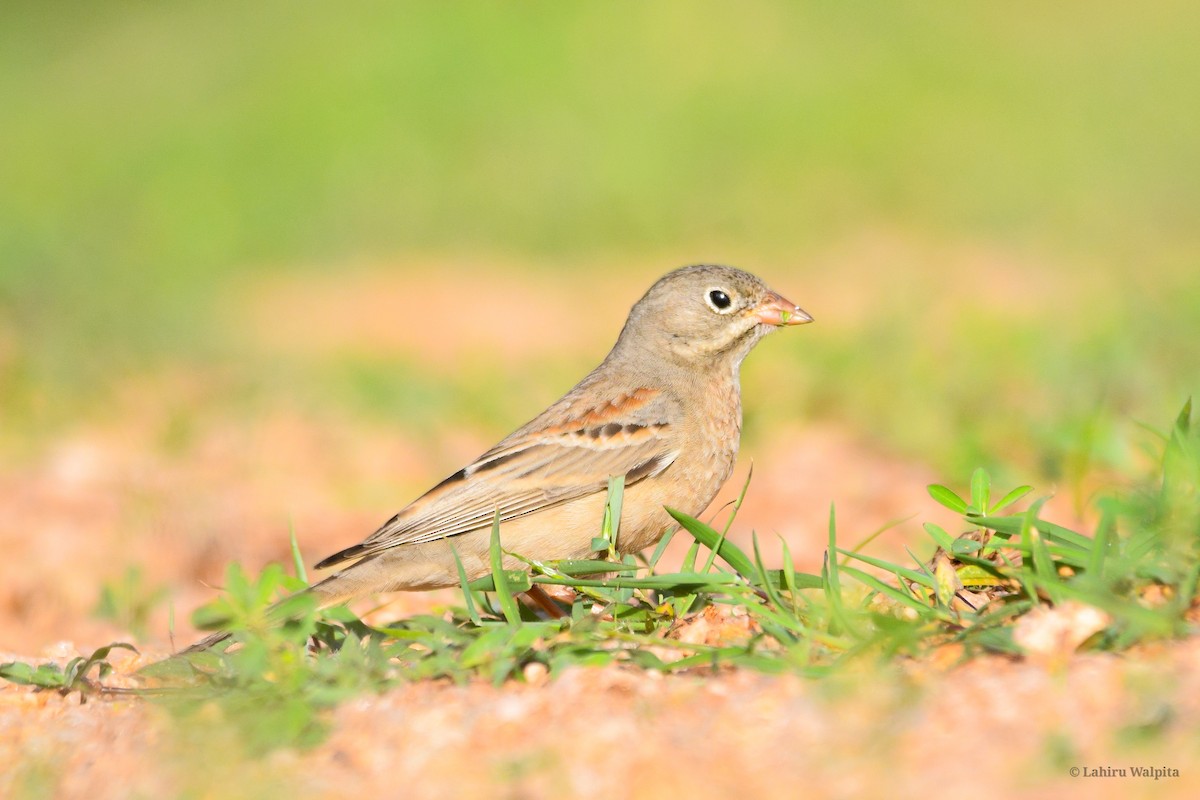 Gray-necked Bunting - ML646516351