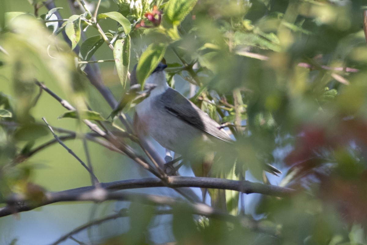 Lesser Whitethroat - ML646516352