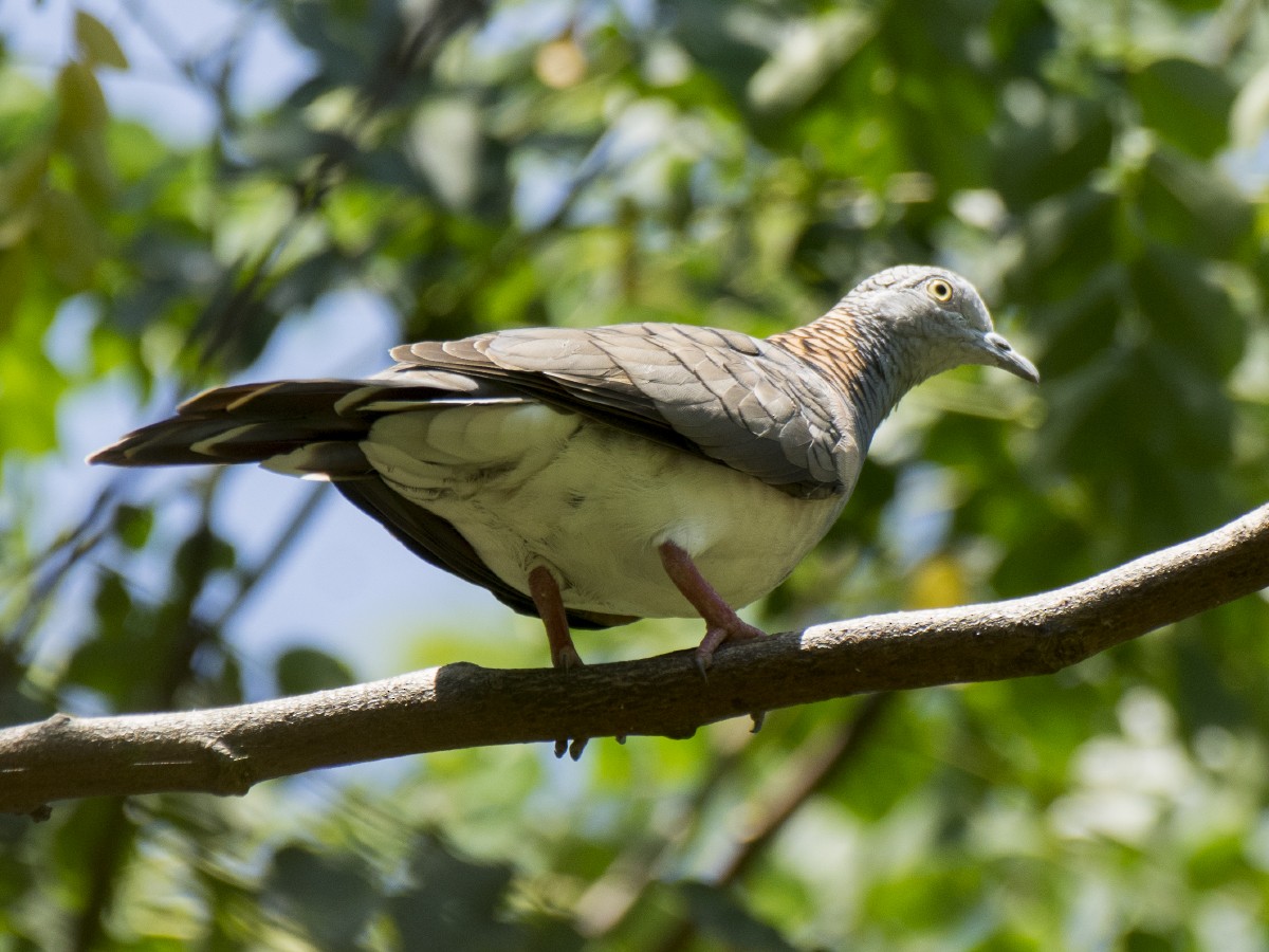 Медношейная горлица - ML646516354