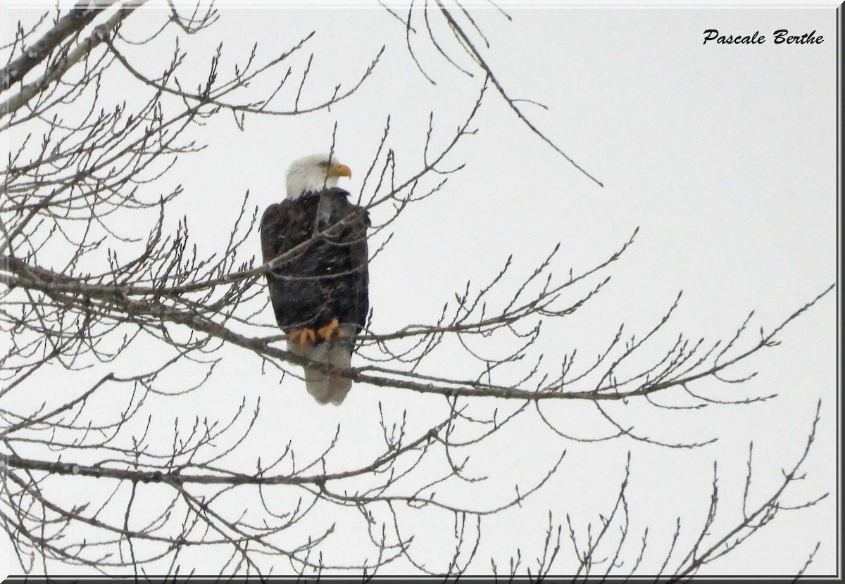 Pygargue à tête blanche - ML646516356