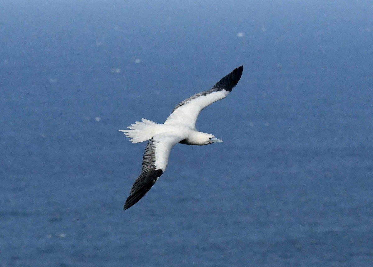 紅腳鰹鳥 - ML646516363