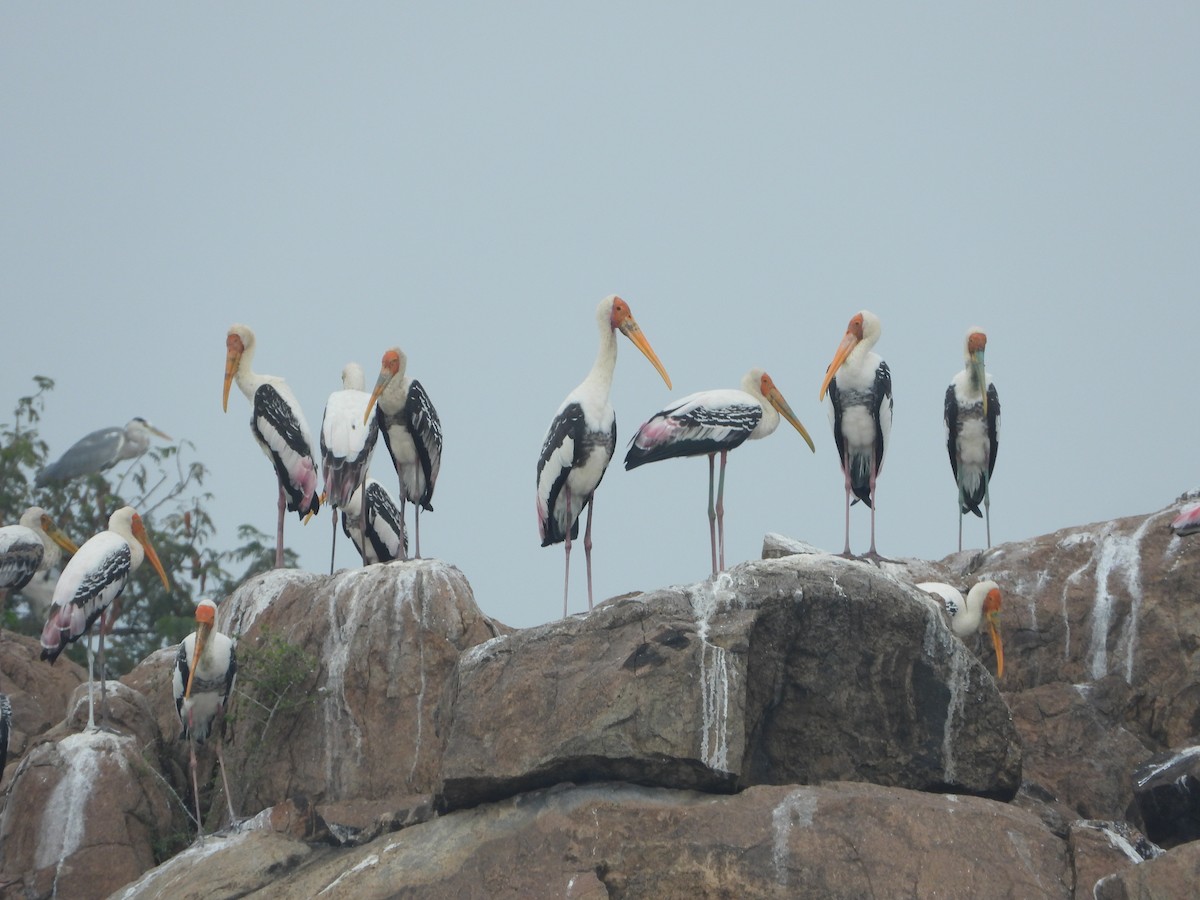 Painted Stork - ML646516365