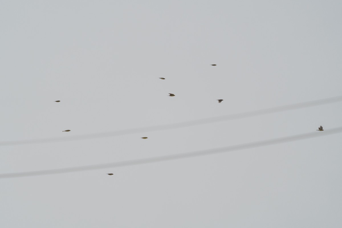 strnad obojkový - ML646516366