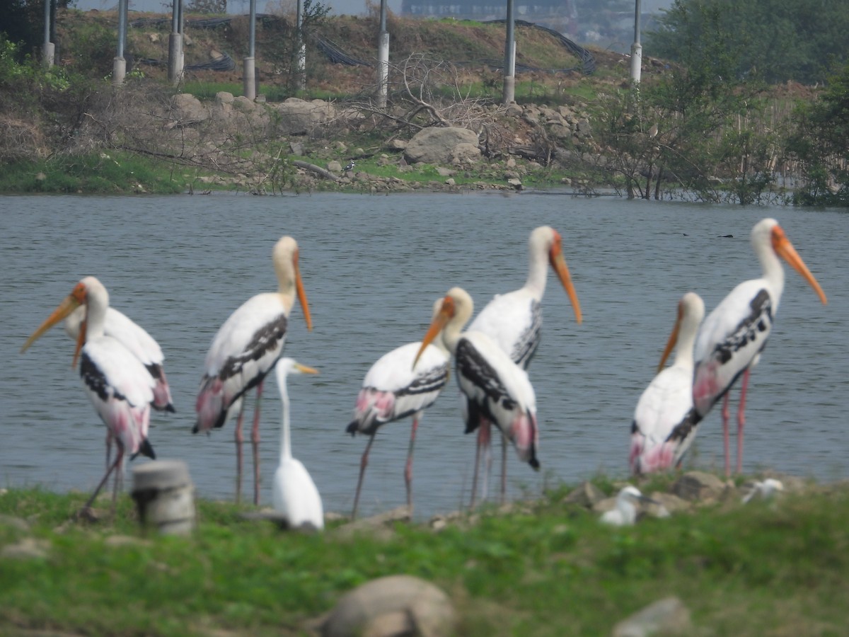 Painted Stork - ML646516368