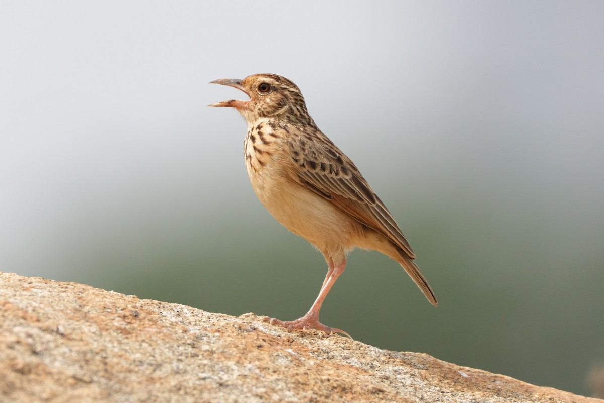 ジャードンヤブヒバリ - ML646516369