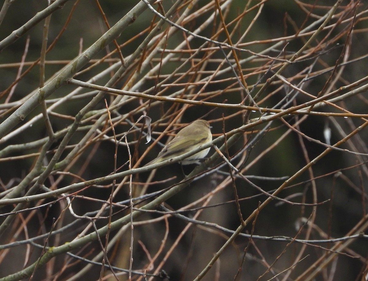 Common Chiffchaff - ML646516370