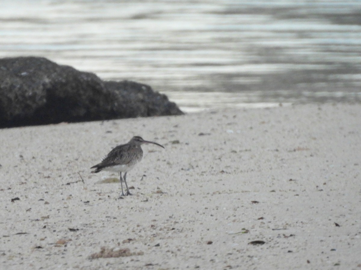 中杓鷸 - ML646516371