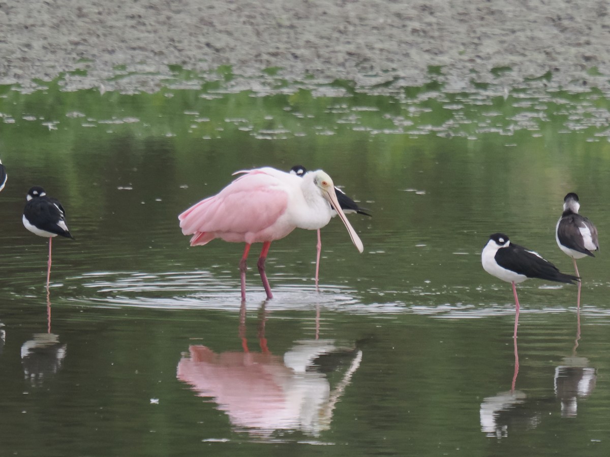 kolpík růžový - ML646516372