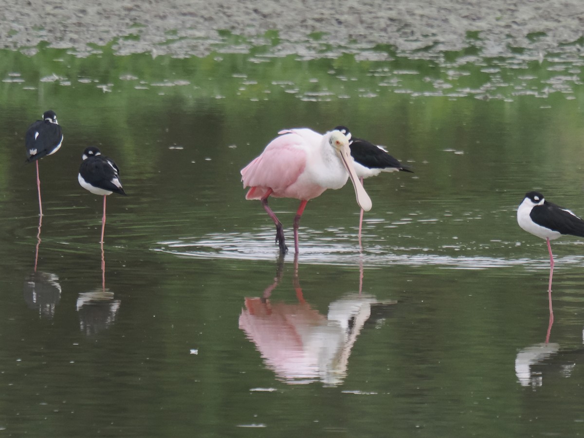 kolpík růžový - ML646516373