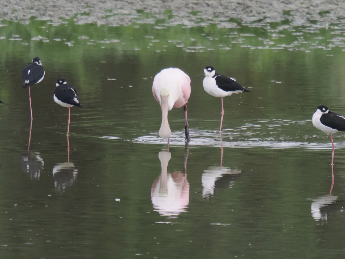 kolpík růžový - ML646516374