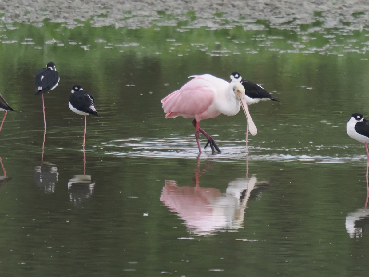 kolpík růžový - ML646516375