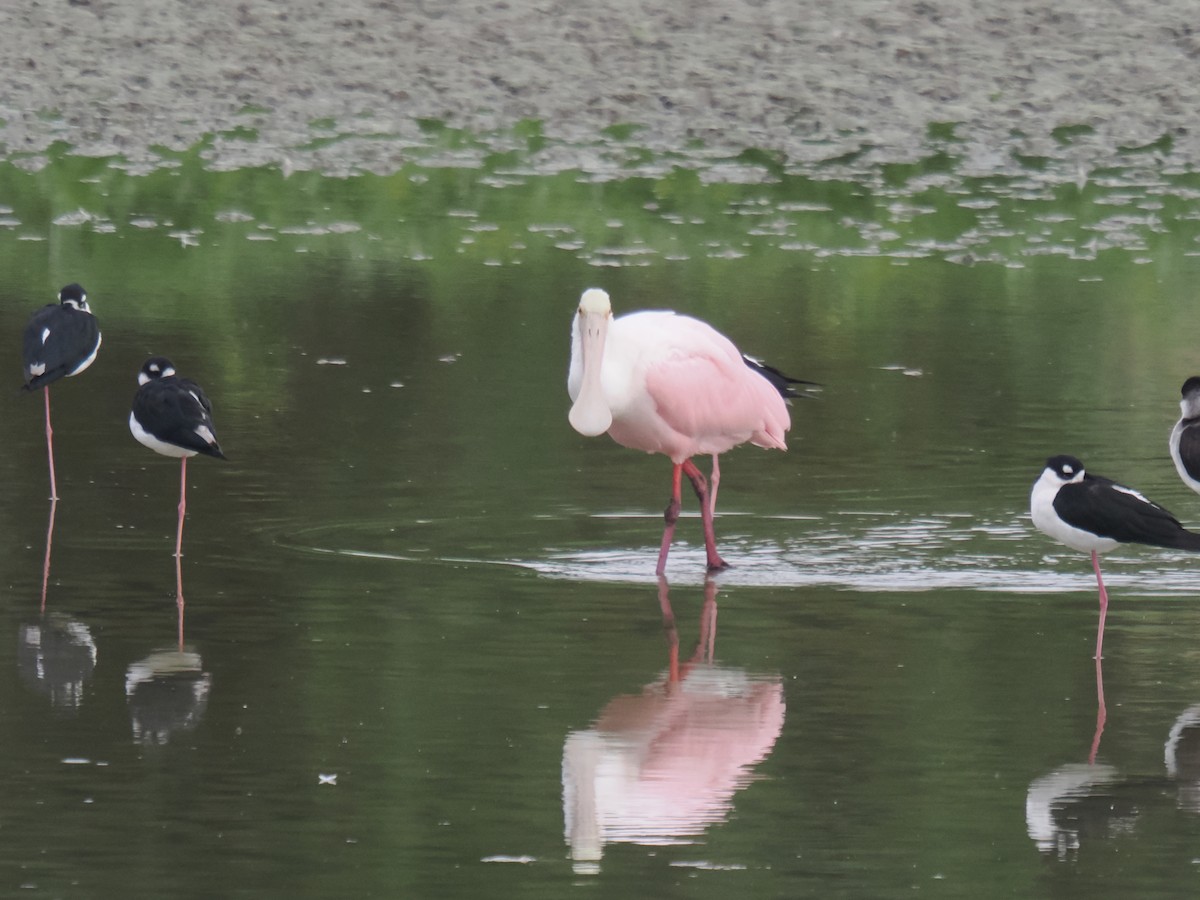 kolpík růžový - ML646516376