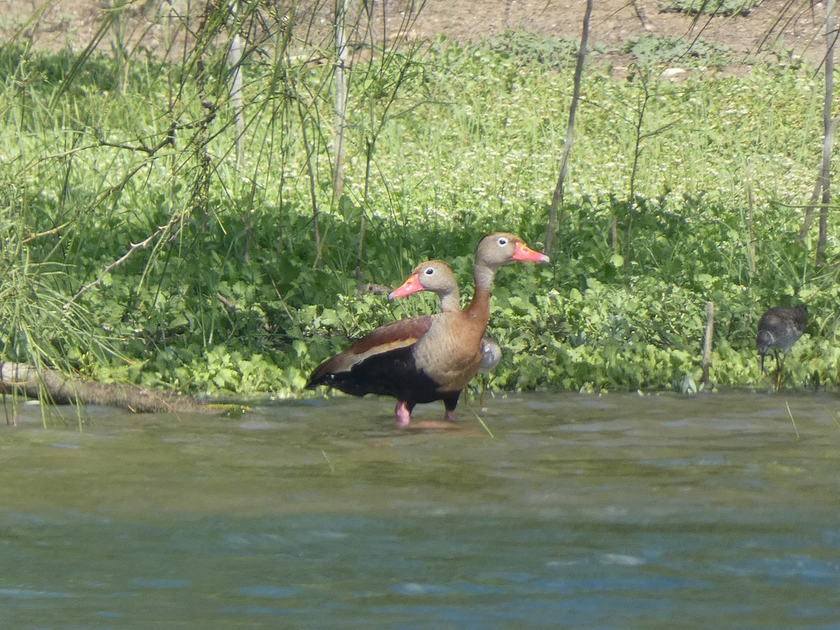 Black-bellied Whistling-Duck - ML646516378