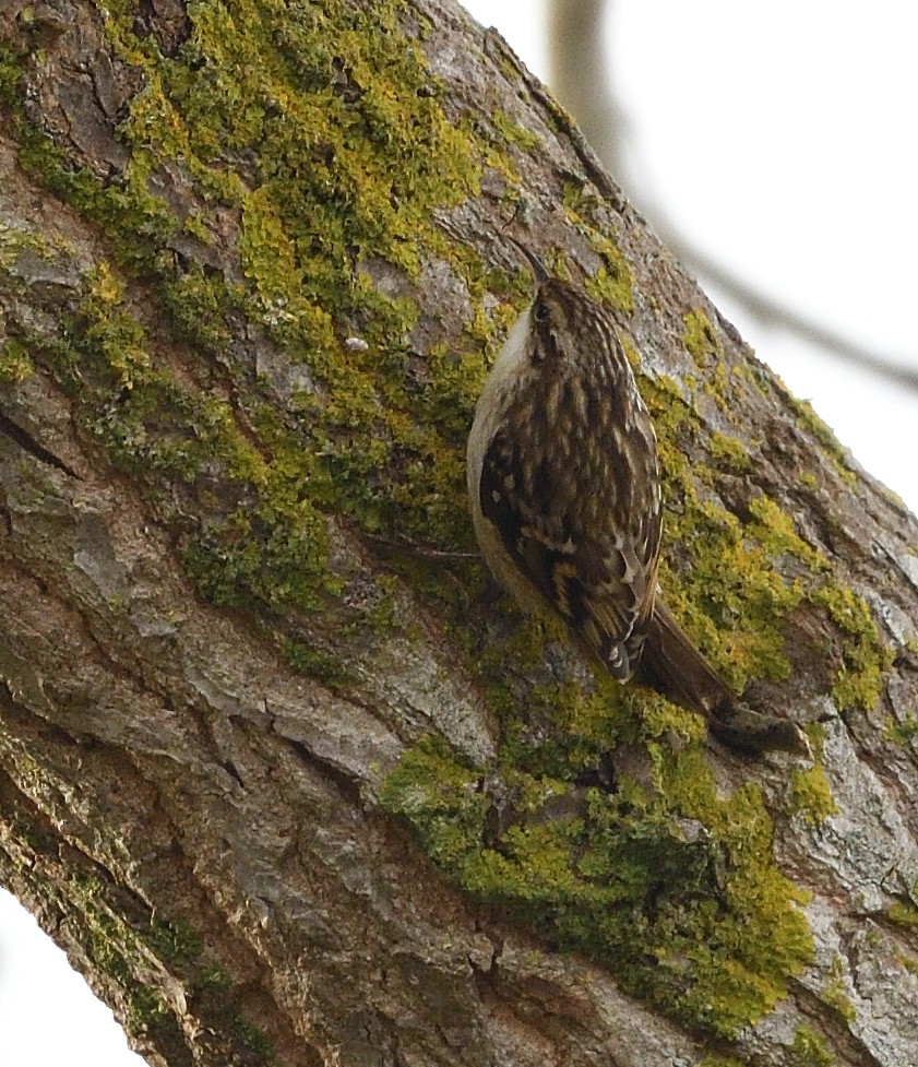 Gartenbaumläufer - ML646516381