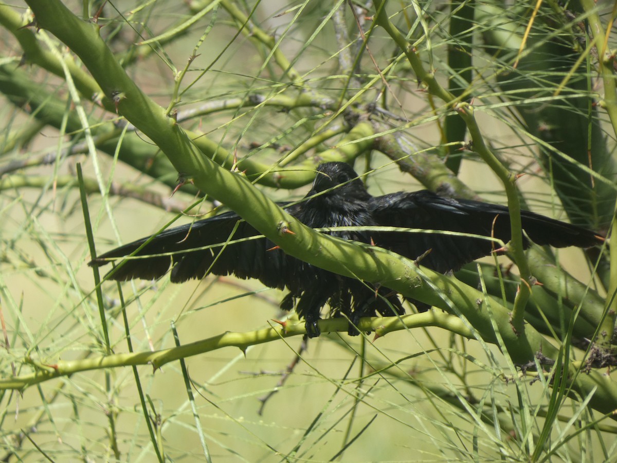 Groove-billed Ani - ML646516383