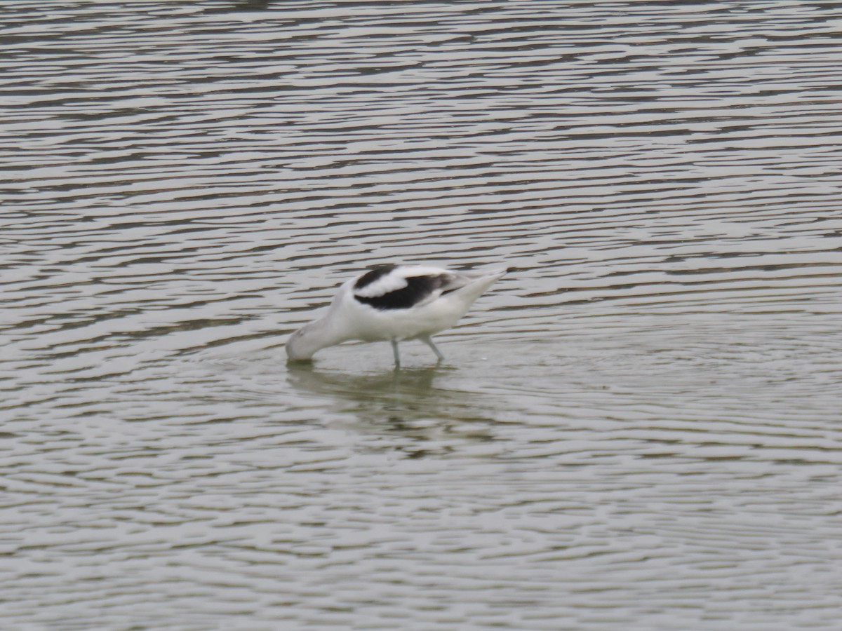 tenkozobec americký - ML646516384