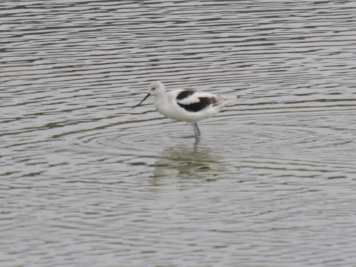 tenkozobec americký - ML646516385