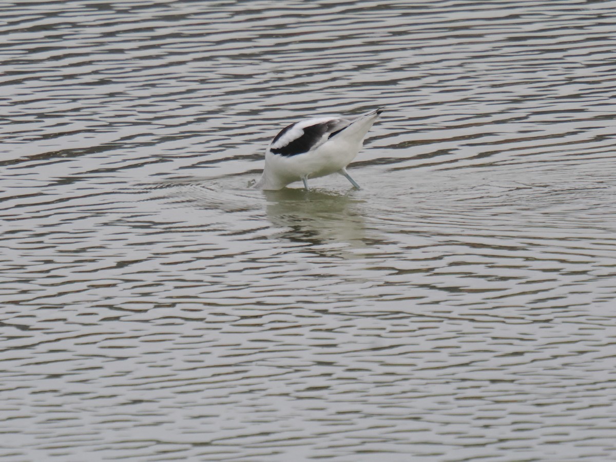 tenkozobec americký - ML646516386