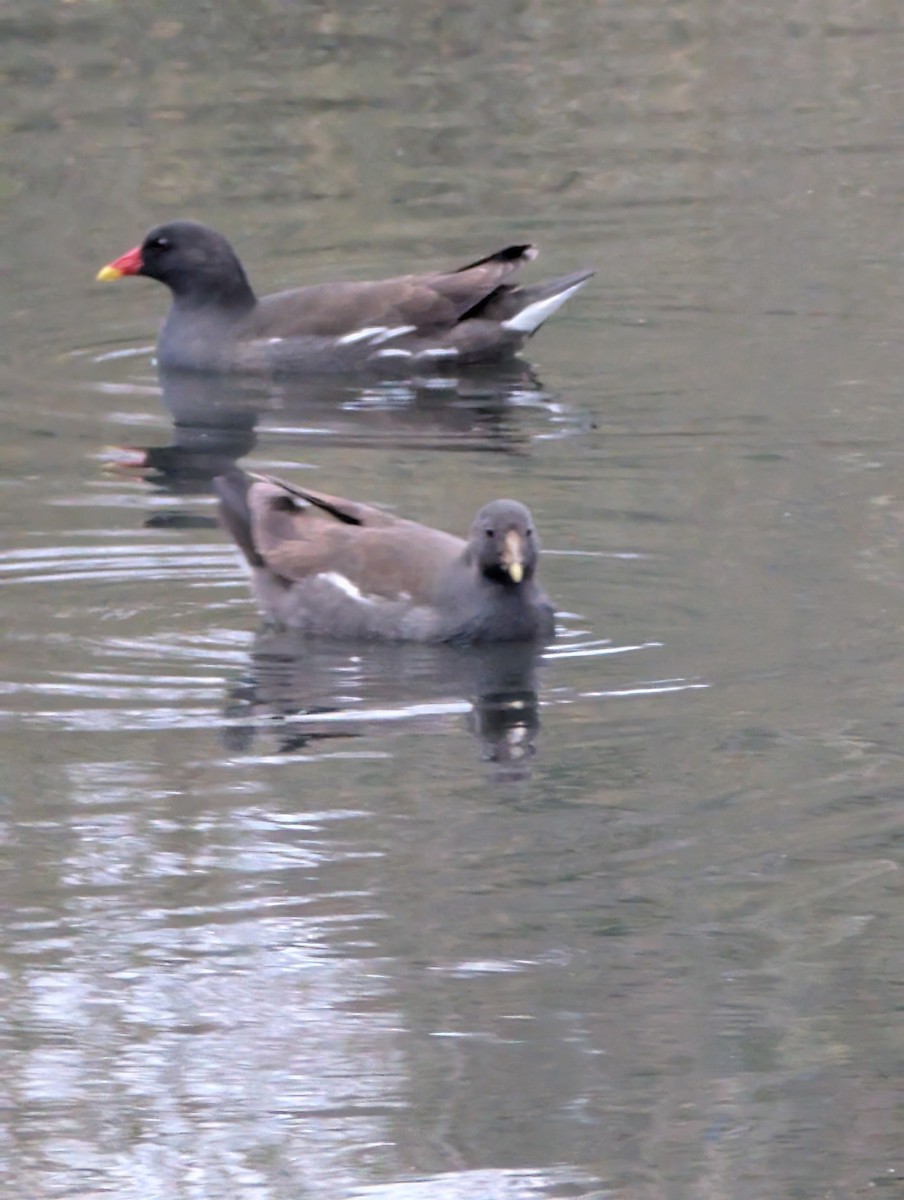 Gallinule poule-d'eau - ML646516388