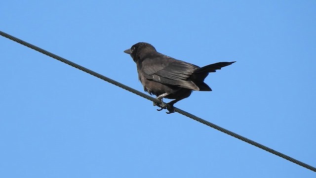 Common Grackle - ML646516389
