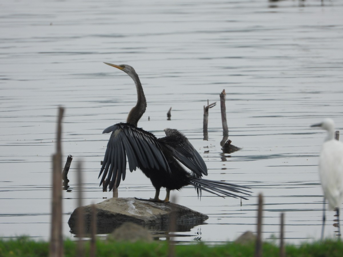 Oriental Darter - ML646516390