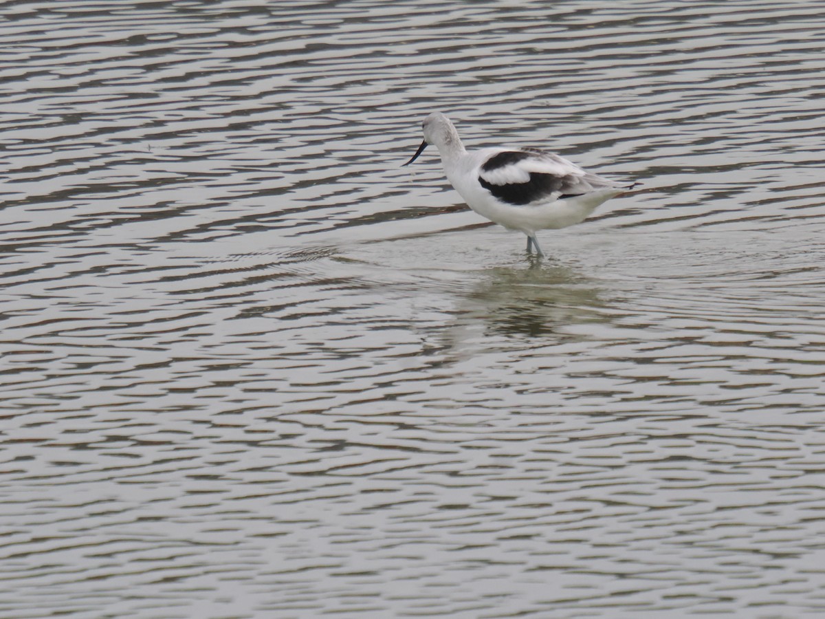 tenkozobec americký - ML646516391