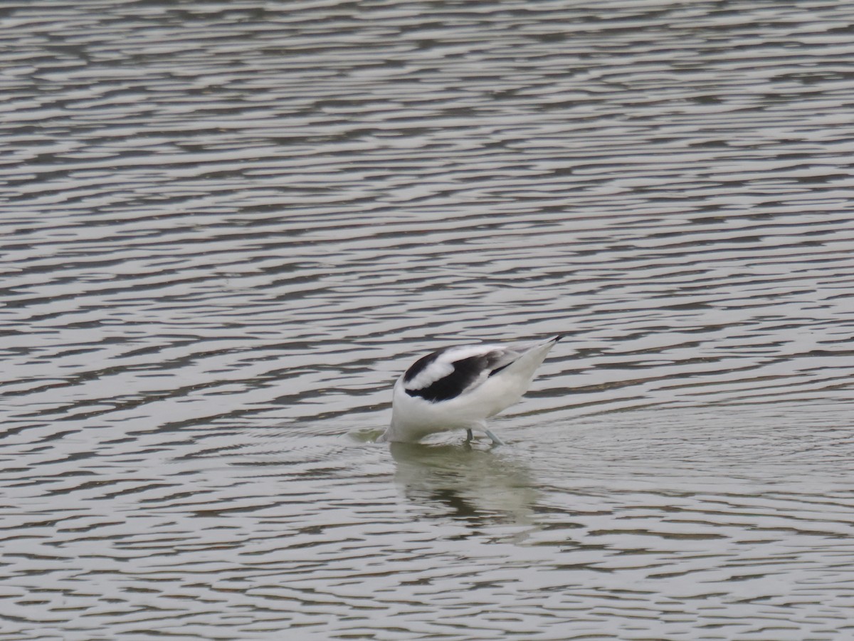 tenkozobec americký - ML646516392