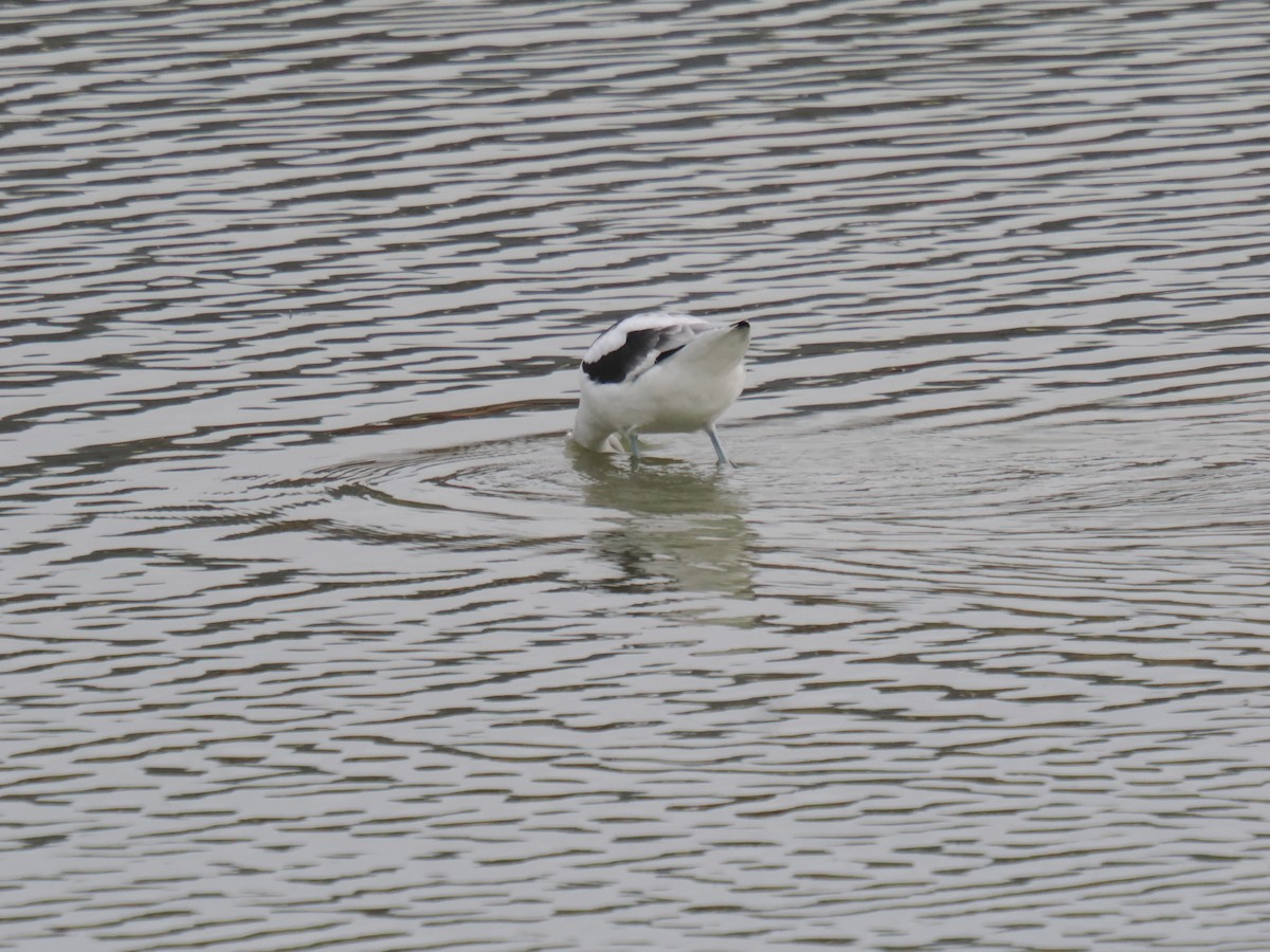tenkozobec americký - ML646516393