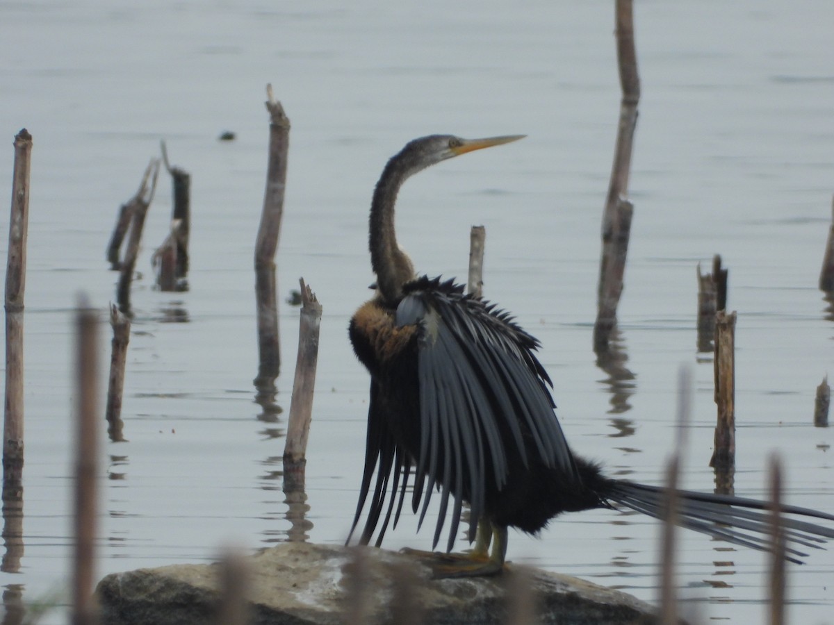 Oriental Darter - ML646516395