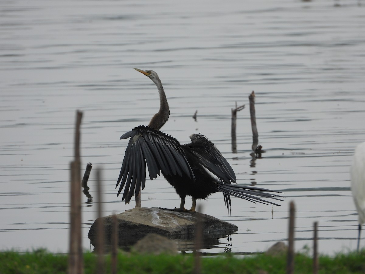 Oriental Darter - ML646516396