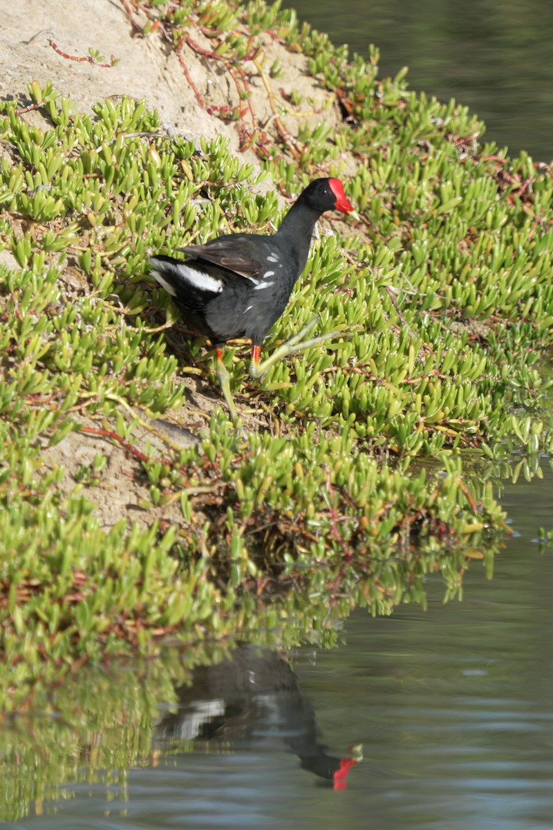 Amerika Sutavuğu - ML646516397