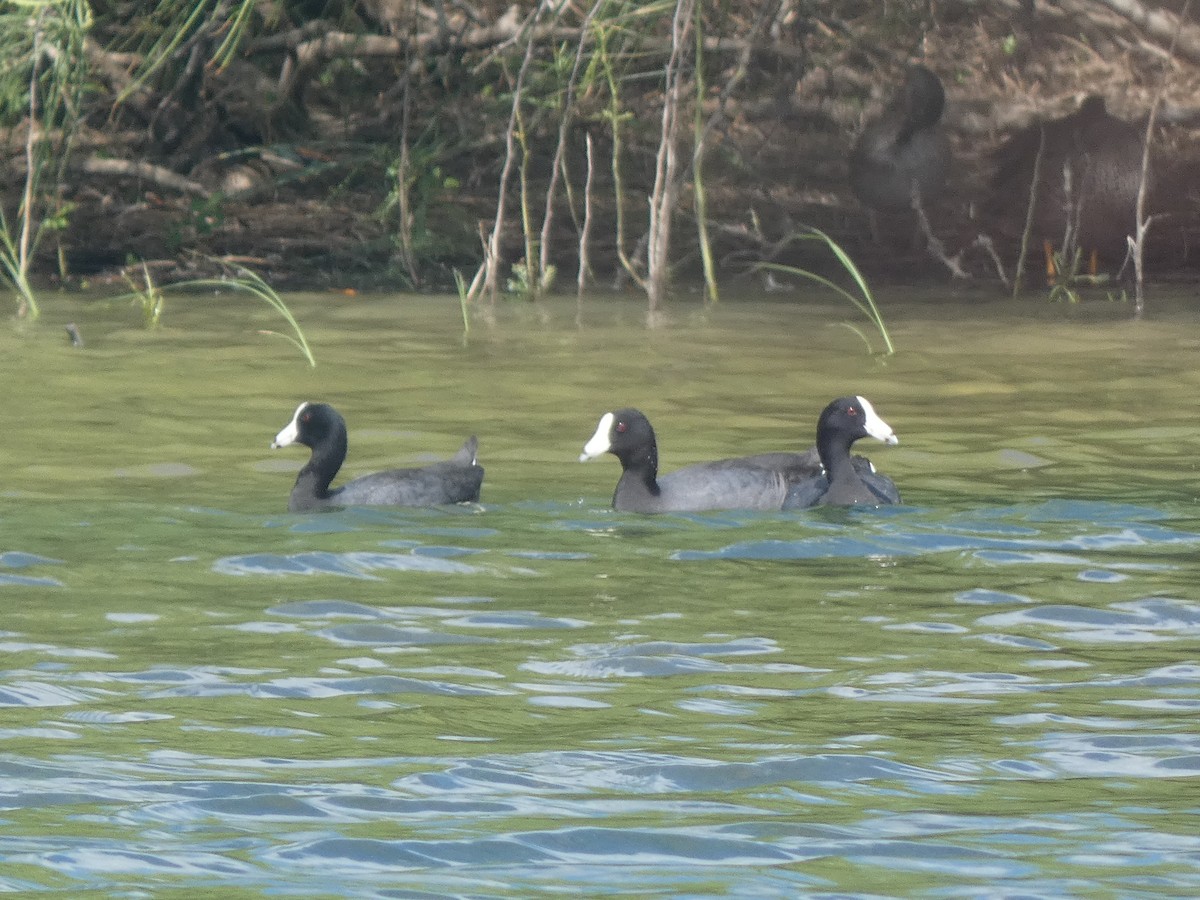 American Coot - ML646516398