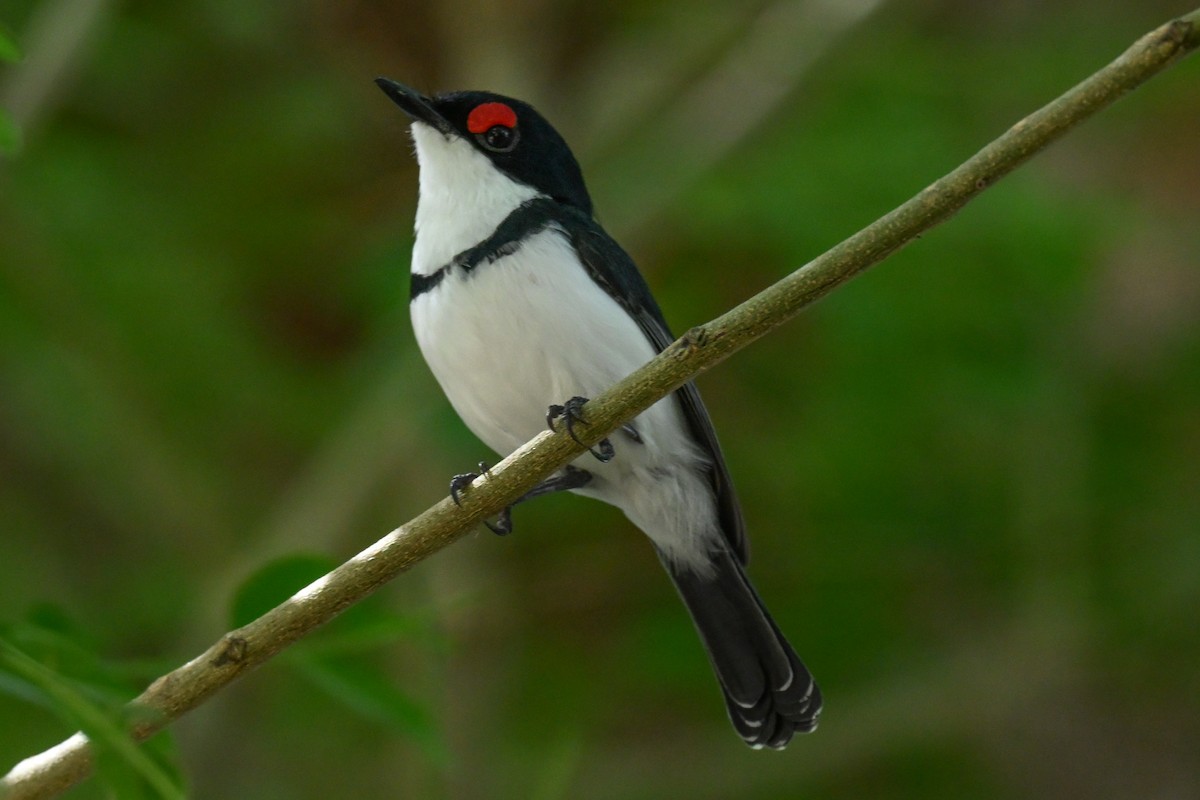 Черногорлая серёжкоглазка - ML646516406