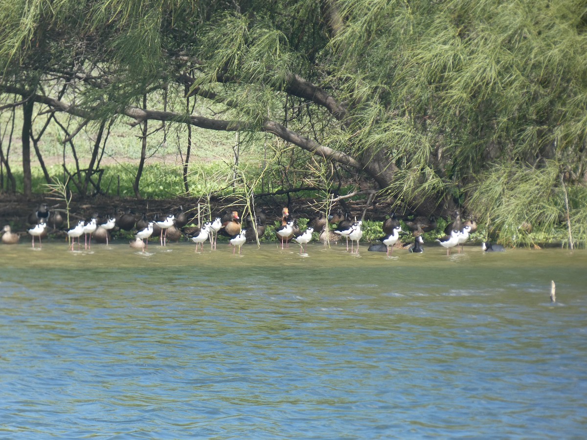 Black-necked Stilt - ML646516407