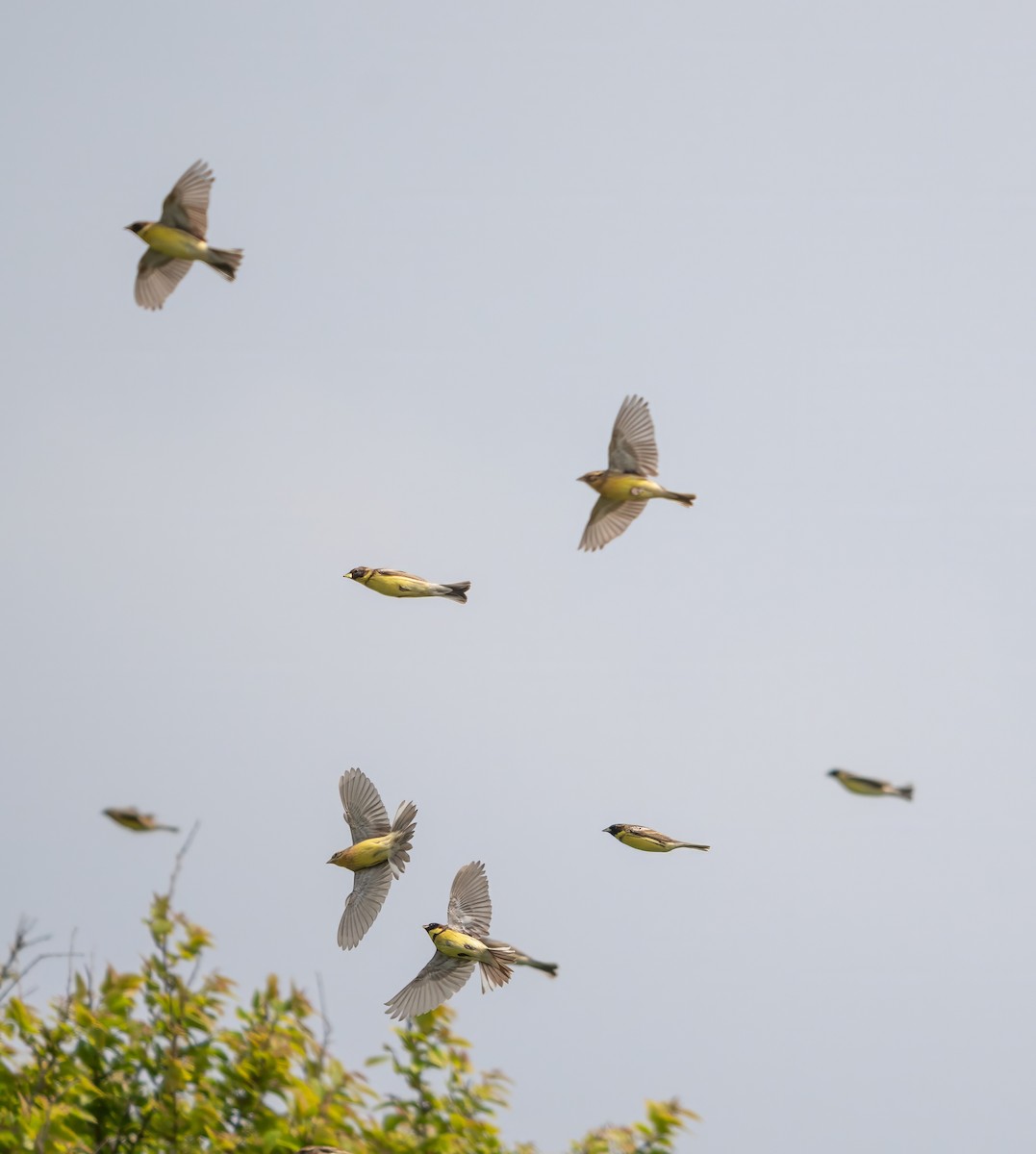 strnad obojkový - ML646516414