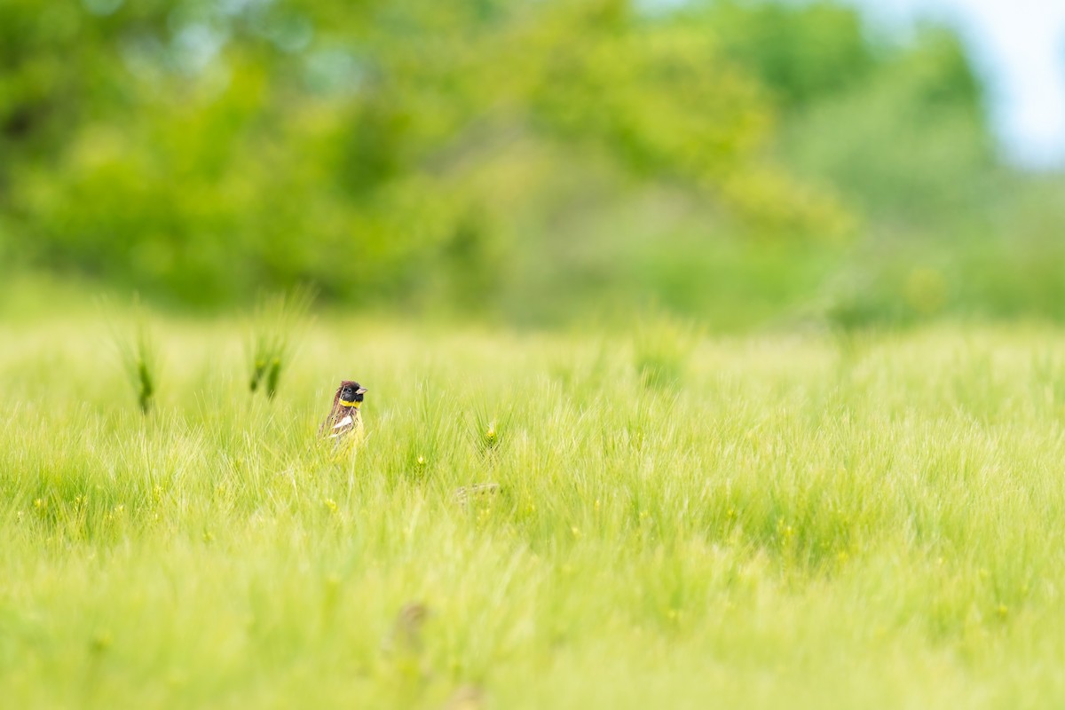 strnad obojkový - ML646516415