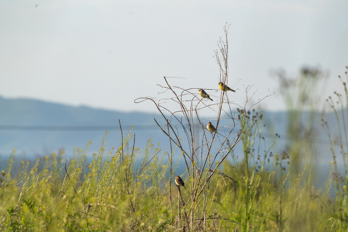 strnad obojkový - ML646516416