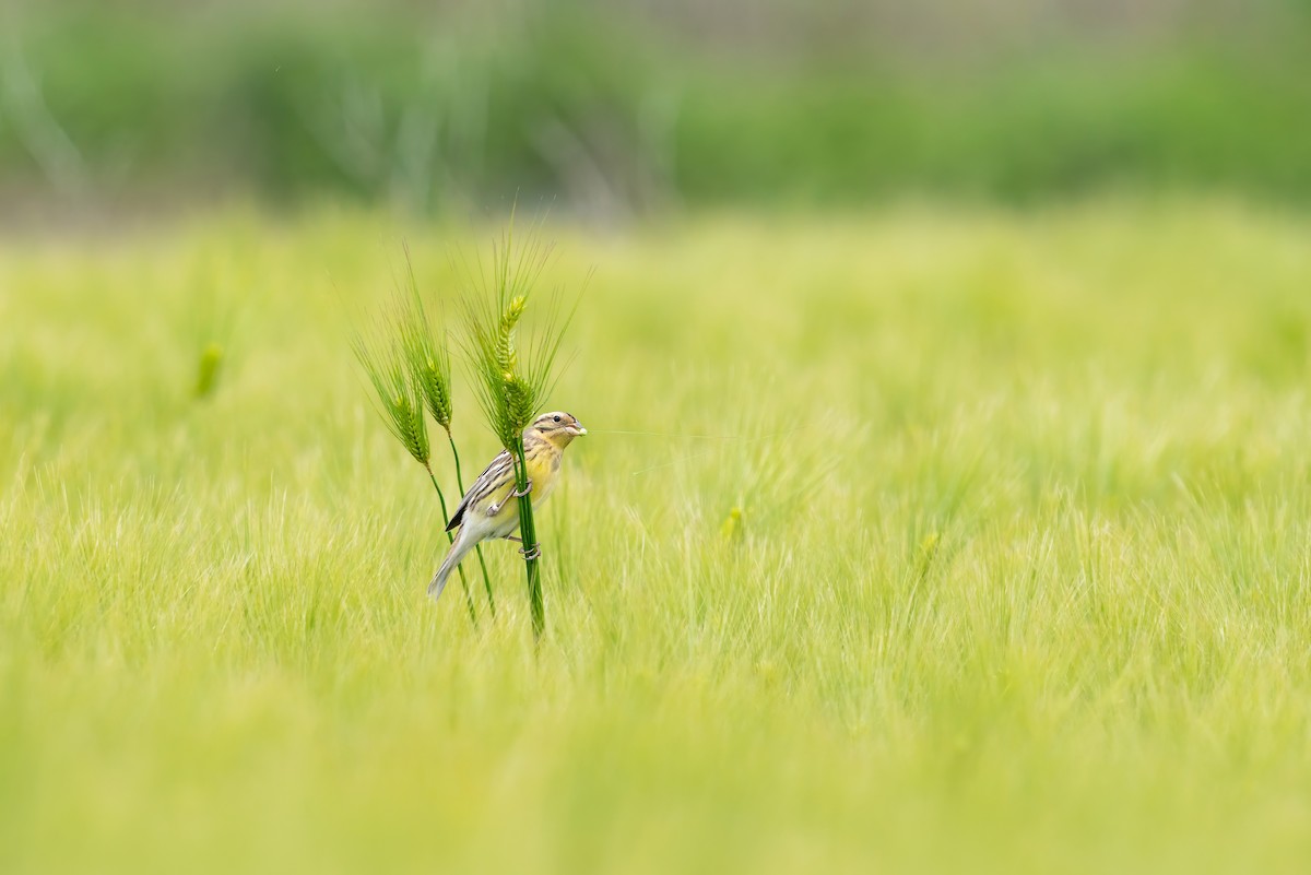 strnad obojkový - ML646516417