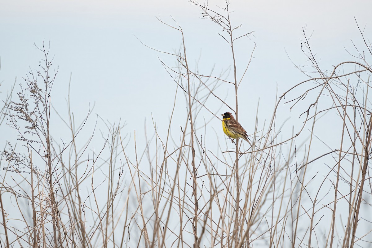 strnad obojkový - ML646516418