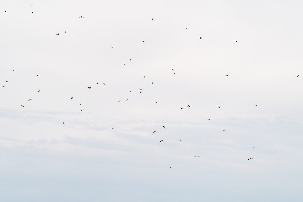 strnad obojkový - ML646516419